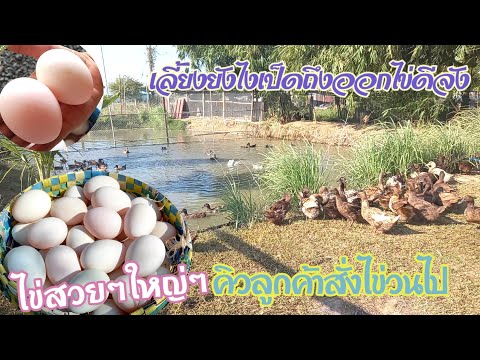 เป็ดไข่🦆ออกไข่เพิ่มทุกวันฟองให