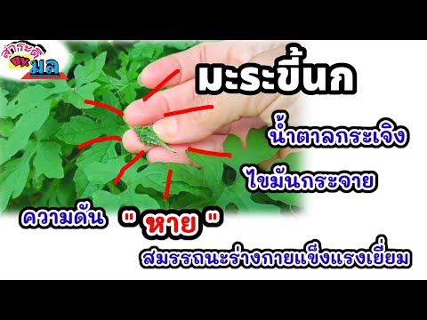 เบาหวานกระเจิง--ไขมันกระจาย-คว เบาหวานกระเจิง--ไขมันกระจาย-คว