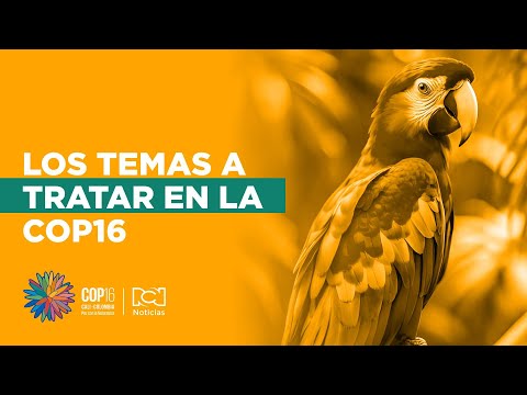 Los problemas ambientales por falta de infraestructura que Guapi espera tratar en la COP16