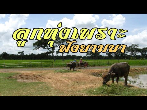 ลูกทุ่งเพราะ-ฟังยามทำนา ลูกทุ่งเพราะ-ฟังยามทำนา