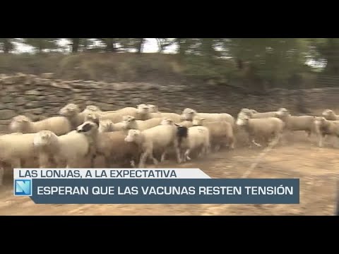 El Campo | El avance de la lengua azul tensa las lonjas de ovino | 02/10/24