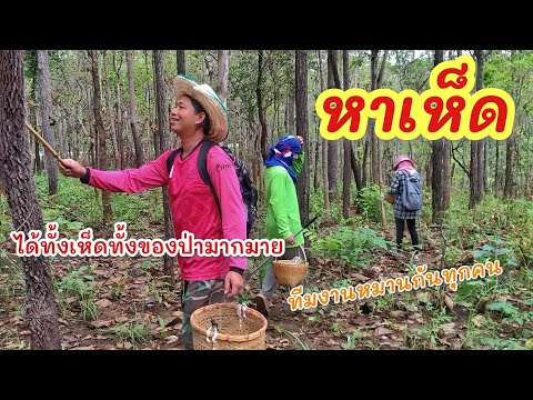 หาเห็ดดอยนาสา►Fishinglifest