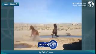 عراك بين خيول