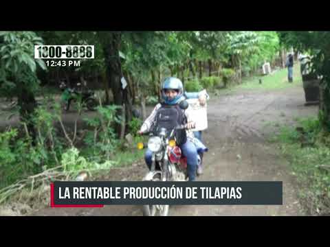 Proyecto de crianza de tilapias avanza con buenos resultados en Nandaime - Nicaragua