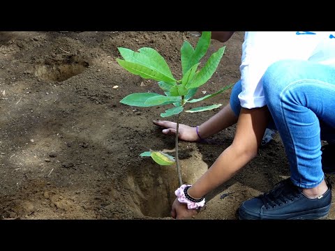 Estudiantes plantan más de 50 arboles en el Instituto Salomón Ibarra Mayorga
