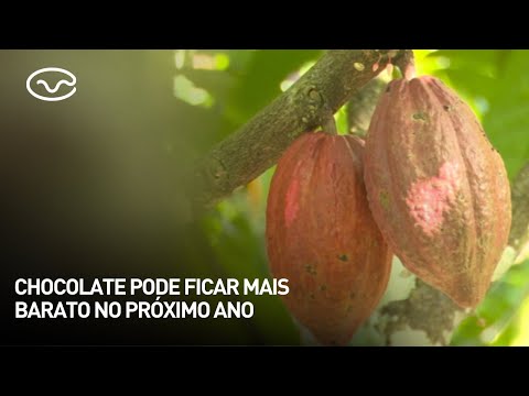 Chocolate pode ficar mais barato no próximo ano