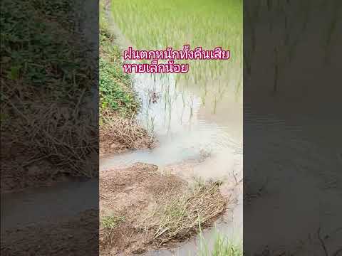 เกษตรอีสานยุคใหม่ทำนาคนเดียวด