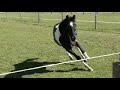 Dressage horse TK: Stekelharig zwart bonte jaarling ruin