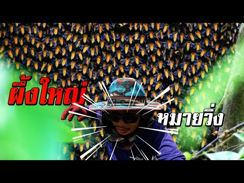 HONEYHUNTINGเจอรังใหญ่!ตามผ