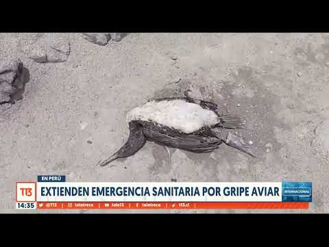 Perú reporta al menos 700 lobos marinos muertos por gripe aviar