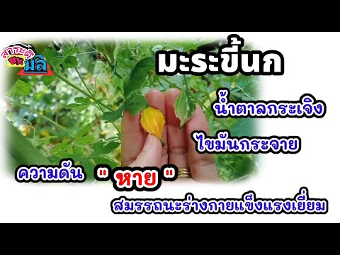 เบาหวานกระเจิง-น้ำตาลลด-ไขมันห เบาหวานกระเจิง-น้ำตาลลด-ไขมันห