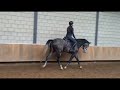 Show jumping horse 4 jarige Vannan x Toulon