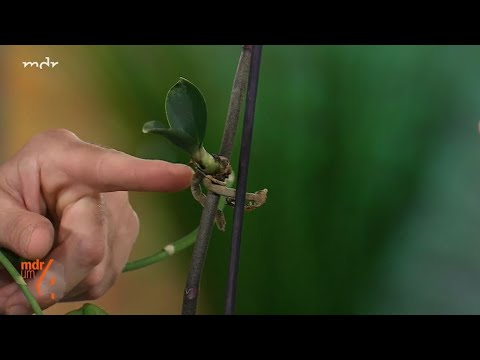🌷Expertentipps: wie vermehre ich Orchideen
