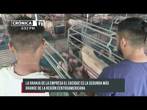 17 lechones por parto: Producción en una de las grandes granjas porcinas de Nicaragua