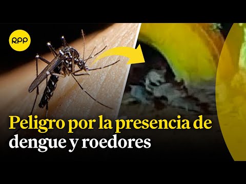 Estrategias de salud pública ante presencia de dengue, roedores y enfermedades zoonóticas