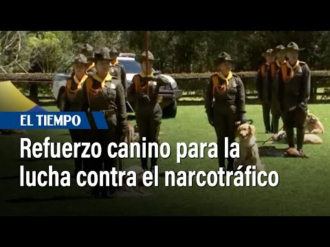 Policía fortalece lucha contra el narcotráfico con 18 perros | El Tiempo