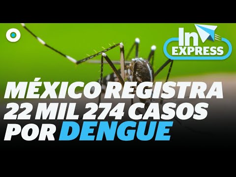 Los casos de dengue en México se cuadriplican en 2024, ¿en qué estados hay más? I Reporte Indigo