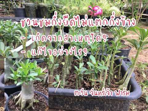 ชวนชมกิ่งยืดไม่แตกกิ่งข้าง-เกิ ชวนชมกิ่งยืดไม่แตกกิ่งข้าง-เกิ