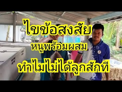 ไขข้อสงสัยหนูพร้อมผสมเเต่ท ไขข้อสงสัยหนูพร้อมผสมเเต่ท