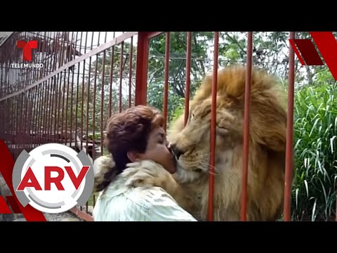 León que se hizo viral por abrazar a su cuidadora agoniza por depresión en un zoológico | Telemundo
