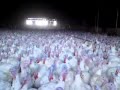 Разведение индеек: Turkey farm humour
