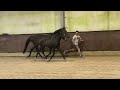 Show jumping horse Half broer van Zweeds kampioen te koop
