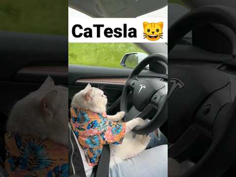 CATESLA  EPICO #elhijodepilo #tesla #cat #trending #viral #google #funny