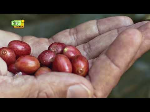 Combatting Effects of Climate Change on Jamaicas Coffee Sector