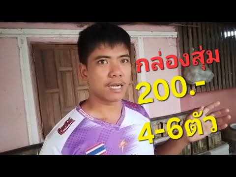 กล่องสุ่มปลากัด200.-ได้4-6ตัว