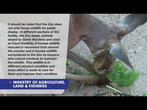 Ministry of Agriculture : Kangaroo In Fair Health