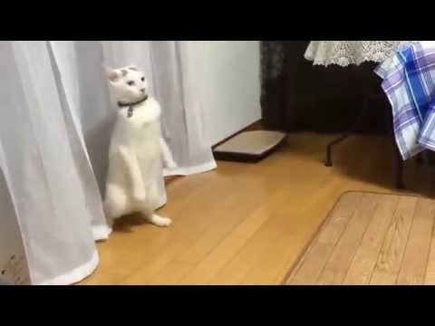 Video: Juokingi katė vaikščioti ant užpakalinių kojų - 