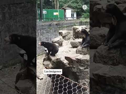 ¿Es un #oso o una persona disfrazada? La #conspiración #viral desde un zoo de China