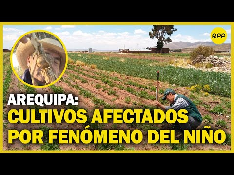 Fenómeno del niño afecta a cultivos en Arequipa