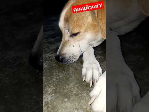 dogloverคลายเครียด