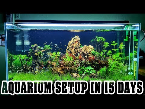 Aquarium Setup in 15 Days - Aquascape - Live Planted Fish Tank