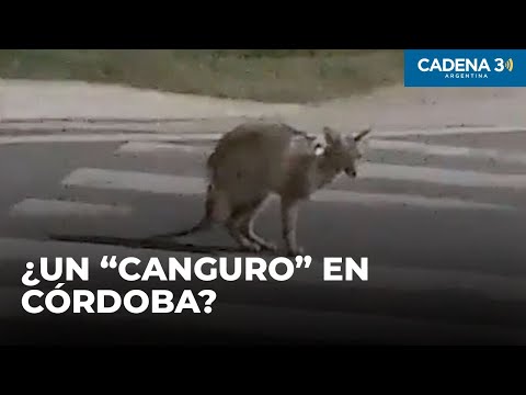 Qué hay detrás del supuesto canguro que andaba por las calles de Mendiolaza | Cadena 3