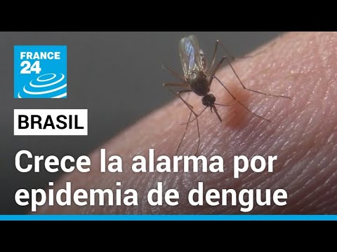 Preocupación ante cifras de la epidemia de dengue que azota a Brasil • FRANCE 24 Español