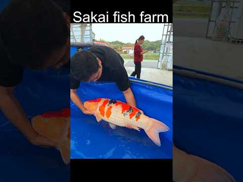 SankeSakaikoithaicarpไทยคา