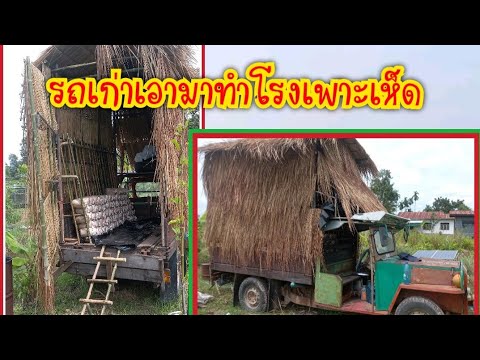 เปลี่ยนรถเก่า-ให้เป็นโรงเพาะเห เปลี่ยนรถเก่า-ให้เป็นโรงเพาะเห