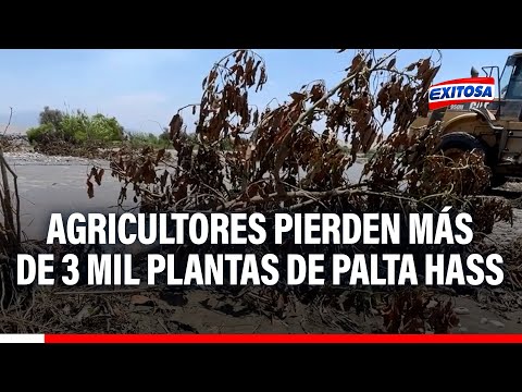 Agricultores pierden más de 3 mil plantas de palta hass por desborde del río Huaura