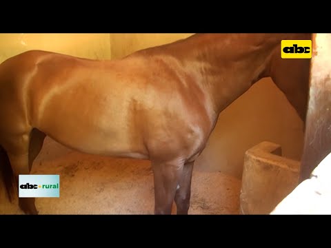 Detectan en Argentina grave enfermedad que ataca a equinos