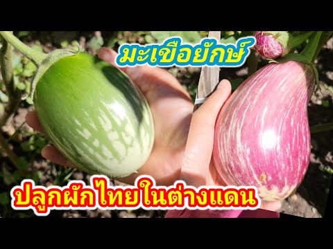 ปลูกผักไทยในต่างแดนประหยัดราย