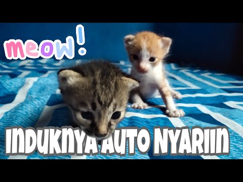 THE SOUND OF A Kitten CALLING HIS MOTHER FOR MILK - Kitten Meowing