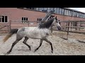 Allround-pony Lieve 5 jarige merrie van 1,50m