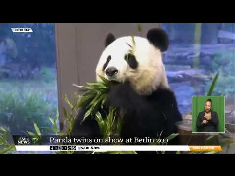 Panda twins on display at Berlin Zoo in Germany