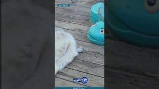 يجمع الفراء لبناء عشه