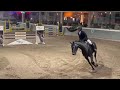 Show jumping horse Super mooie kwaliteitsvolle schimmel ruin