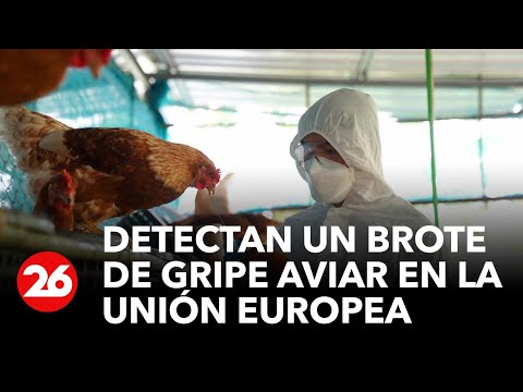 Detectan un brote de gripe aviar en la Unión Europea