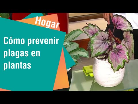 Cómo prevenir plagas en plantas | Hogar