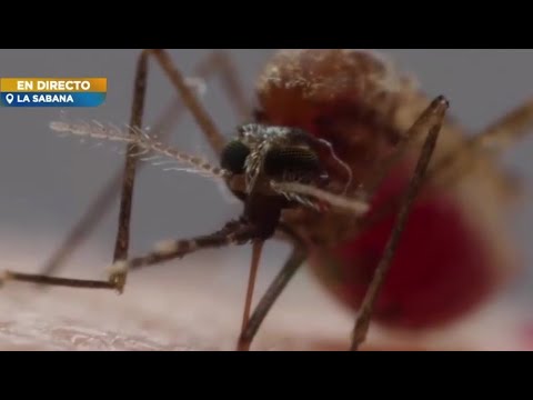 Casos de dengue aumentaron 42%